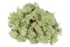 MOSS ICELAND MINT GREEN RED A 500 GRAM