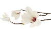 SILK MAGNOLIA WHITE/PINK 87CM NM