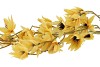 SILK CLEMATIS TAK YELLOW 63CM NM