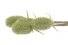 SILK DIPSACUS GREEN 66CM NM