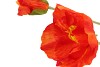 SILK PAPAVER 2X TAK ORANGE 96CM NM