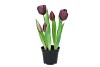 SILK TULIP IN POT 5X PURPLE 26CM NM