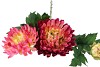 SILK CHRYSANT FUCHSIA 71CM NM