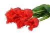 SILK TULIP 5X RED 46CM NM