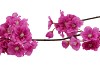 SILK CHERRY BLOSSOM PURPLE 85CM NM