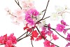 SILK CHERRY BLOSSOM PURPLE 85CM NM