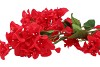 SILK BOUGAINVILLE TAK RED 106CM NM