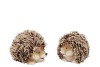 HEDGEHOG WOLLY DUO ASS 13X8X8CM