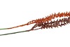 PICK SHINE SUCCULENT COPPER/BRONZE 46CM ASS PER 12