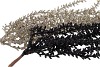 PICK SHINE SUCCULENT BLACK/CHAMPAGNE 46CM ASS PER 12