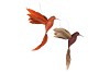 DECO SHINE BIRD HUMMING COPPER/BRONZE 16CM ASS