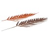 PICK SHINE FERN COPPER/BRONZE 48CM ASS P/12