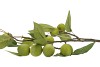 SILK APPLE PLUM CLAUDE GREEN 76CM