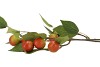 SILK APPLE PLUM CLAUDE RED/GREEN 76CM