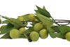 SILK APPLE PLUM CLAUDE GREEN 90CM