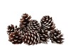 NATURE PINECONE NATURAL WHITE ASS P/12