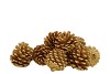 NATURE PINECONE GOLD GLITTER  ASS P/12