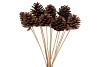 PICK NAT PINECONE NATURAL 50CM ASS P/12