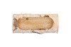 NATURE BIRCH PLANTER 19X10X9CM