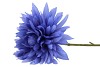 SILK DAHLIA POINTY BLUE 65CM NM