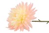 SILK DAHLIA POINTY CHAMPAGNE/LIGHT PINK 65CM