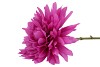 SILK DAHLIA POINTY PURPLE 65CM NM