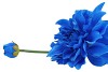 SILK DAHLIA SPIKE BLUE 78CM