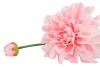 SILK DAHLIA SPIKE LIGHT PINK 78CM