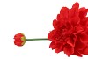 SILK DAHLIA SPIKE FIERY RED 78CM