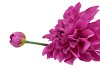 SILK DAHLIA SPIKE PURPLE 78CM