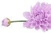 SILK DAHLIA SPIKE LIGHT PURPLE 78CM NM