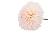 SILK DAHLIA BOLD CHAMPAGNE 68CM