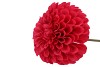 SILK DAHLIA BOLD RED 68CM NM