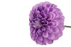 SILK DAHLIA BOLD LIGHT PURPLE 68CM