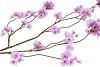 SILK CHERRY BLOSSOM LIGHT PURPLE 126CM NM