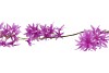 SILK WISTERIA PURPLE 93CM NM