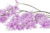 SILK WISTERIA LIGHT PURPLE 130CM NM