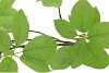 SILK LEAF ELDER GREEN 124CM NM