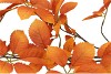 SILK LEAF ELDER ORANGE 124CM