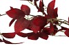 SILK LEAF ELDER DARK RED 124CM