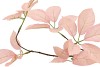 SILK LEAF ELDER CHAMPAGNE 81CM NM