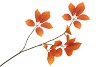 SILK LEAF ELDER ORANGE 81CM