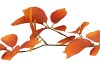 SILK LEAF ELDER ORANGE 81CM