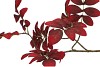 SILK LEAF ROWAN DARK RED 71CM