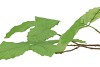 SILK LEAF CHESTNUT GREEN 79CM