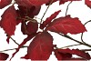 SILK LEAF CHESTNUT DARK RED 135CM