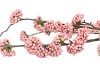 SILK BERRY CALLICARPA LIGHT PINK 130CM NM