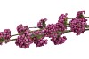 SILK BERRY CALLICARPA PURPLE 130CM NM