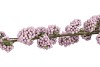 SILK BERRY CALLICARPA LIGHT PURPLE 130CM NM