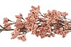 SILK BERRY SPICE CHAMPAGNE 108CM NM